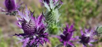 Image result for Rytidosperma davyi