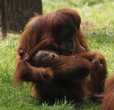 Check spelling or type a new query. Dortmund Zoo Zooborns