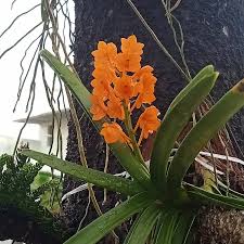 Image result for Raphionacme madiensis