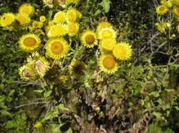 Image result for Helichrysum foetidum