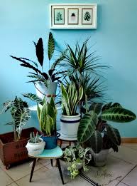 La posizione che si sceglie per la piante, oltre che una serie di standard estetici, deve tener conto anche e direi soprattutto, di fattori funzionali. Arredare Con Le Piante Secondo Lo Stylist Di Atmosfere In Verde Retroflora