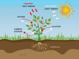 Photosynthesis And Respiration In Plants Photosynthesis Activities Photosynthesis Photosynthesis And Cellular Respiration