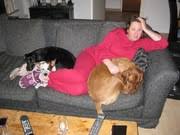 Dog Lovers Gold Hondenforum