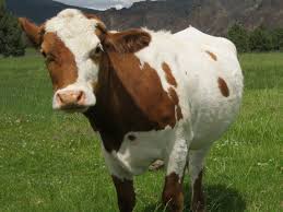 Jersey Cattle Information Modern Farming Methods