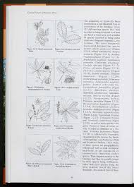 Image result for Pancovia holtzii
