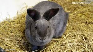 Maaf, ini mungkin soalan yang kurang sopan, tetapi amat penting dalam kehidupan kita seharian. 3 Warna Air Kencing Kelinci Yang Menandakan Kondisi Kesehatannya Hewanpedia