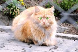 Berburu wallpaper ialah sebuah kegiatan yang pastinya sering dilakukan tidak terkecuali mencari gambar kucing. Baka Kucing Paling Cantik Dan Comel Dalam Dunia Ada 12 Kesemuanya Rileklah Com