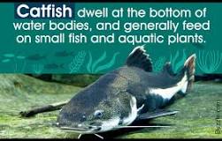 Image result for are fish scavengers