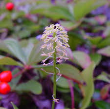 Image result for Malaxis