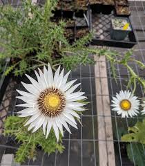 Image result for Berkheya