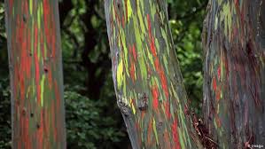 John davidson/eucalyptus & forestry services. Our Beautiful Planet The Rainbow Eucalyptus Eco Africa Dw 13 04 2017