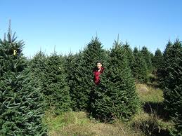 Image result for Shasta red fir