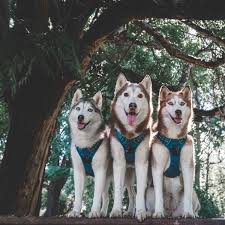 And why not use puppy10 at checkout for 10% off your puppy's first threads! Best Harness For Dogs Product Reviews Husky Squad