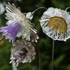 See more ideas about glass flowers, stemmed glass, flowers. 1