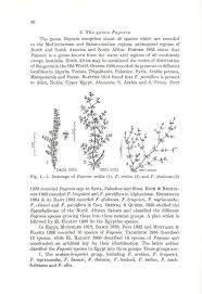 Image result for Fagonia isotricha