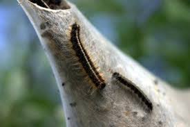If enough caterpillars gather on one tree they can leave the tree virtually leafless. Eliminating Tent Worms Tent Caterpillar Home Remedy Solutions