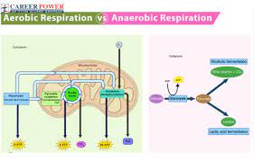 Respiration: Definition, Mechanism and its Types