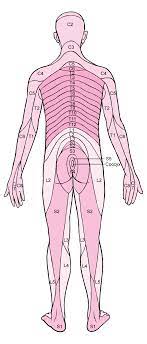 Nerve Root Disorders Brain Spinal Cord And Nerve Disorders Msd Manual Consumer Version