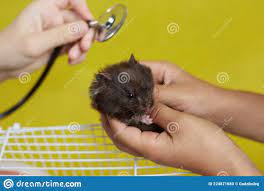 Um Pequeno Hamster Sírio é Examinado Por Um Médico Foto de Stock - Imagem  de temperatura, hospital: 224871680