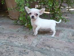 I Would Love So Much To Have A Toy Or Teacup Chihuahua But It Wouldn T Survive In My Home Because Of How Cold I Cachorros Adorables Perros Chihuahua Chihuahua