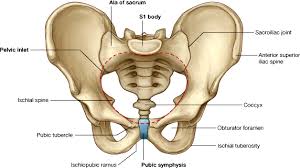 This lengthy bone connects with the knee at one finish and the ankle on the different. Http Homepage Ntu Edu Tw Anatomy Teacher Hsieh Anotomy Bone Limb Lower Pdf