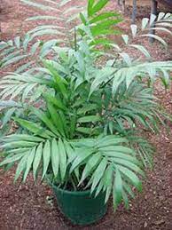 Check spelling or type a new query. The Parlor Palm Tree Scientific Name Chamaedorea Elegans Is Native To Guatemala It Is Also Known As Parlo Chamaedorea Elegans Florida Palm Trees Parlor Palm
