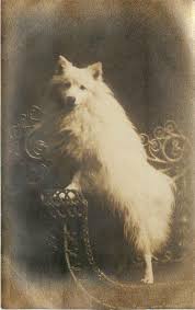 Pomeranian Black American Eskimo Dog 1908 Original Rppc Dog White Pomeranian Or Spitz Portrait Mailed Omaha American Eskimo Dog Cuddly Animals Vintage Dog