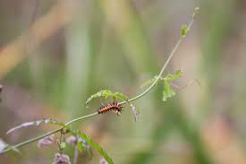 Image result for Buchnera keilii