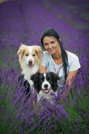 Red and white border collie. Border Collie Black Red White Fci Home Facebook