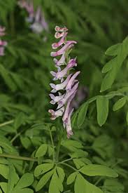 Image result for Corydalis mildbraedii