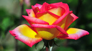 Check spelling or type a new query. 9 Beautiful Hd Flower Wallpaper For Desktop
