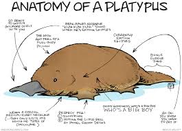 Sheldon Comic Strip Daily Webcomic By Dave Kellett Platypus Australian Animals Duck Billed Platypus