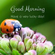You can download the pictures and share them with your friends. Fresh Inspirational Good Morning Quotes For The Day Get On The Right Track