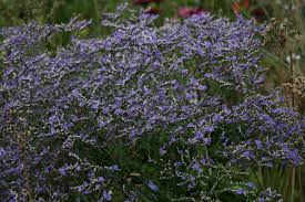 Image result for Limonium