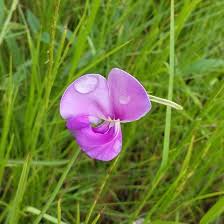 Image result for Chironia laxiflora