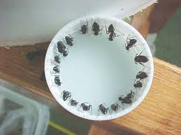 It is possible to make a homemade ant trap using boric acid powder and sugar. Pin On Diy