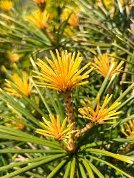 Image result for Aspilia pluriseta