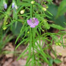 Image result for Cienfuegosia gerrardii