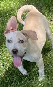 Warwick is a 104 square mile town in southern orange county ny in an effort to keep our shelter open and staffed to care for our animals, we will be suspending all volunteers and visitors at this time. Dogs For Adoption Near Liberty Ny Petfinder