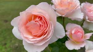 Une rose romantique et parfumée. Rose Princess Charlene De Monaco Youtube