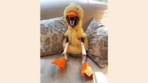 Goat With Anxiety Only Calms Down When In Duck Costume