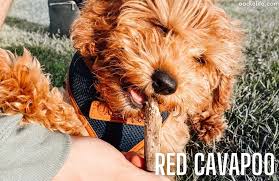 Cavapoo Colors With Photos Including Tricolor Oodle Life