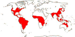 Image result for Triceratella drummondii