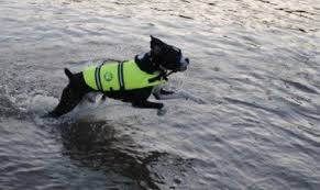 kyjen vs paws aboard dog life jacket which is the best