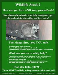 Stuckwildlife Wildlife Rehabilitation Wildlife Education Animals Wild