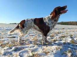 Image result for německý křepelák postava