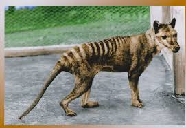 Extinct Tasmanian Tiger Thylacine Animal Australia Postcard Size Photo Print T01 Tasmanian Tiger Extinct Animals Thylacine