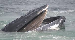 Pada dasarnya kemampuan dari paus ini tak jauh berbeda. Asal Klasifikasi Struktur Cetacea Bagaimana Paus Tidur Dan Fakta Menarik Lainnya Tentang Raksasa Yang Menakjubkan Apa Yang Dihirup Paus