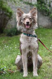 carly aus brandenburg an der havel sucht ein neues zuhause tierheim tiere kleine hunde