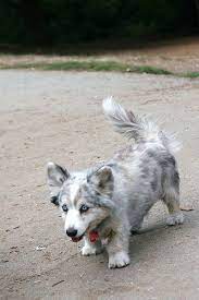 25 Unreal Corgi Dog Cross Breeds You Ve Got To See To Believe Corgi Dog Corgi Husky Mix Puppies